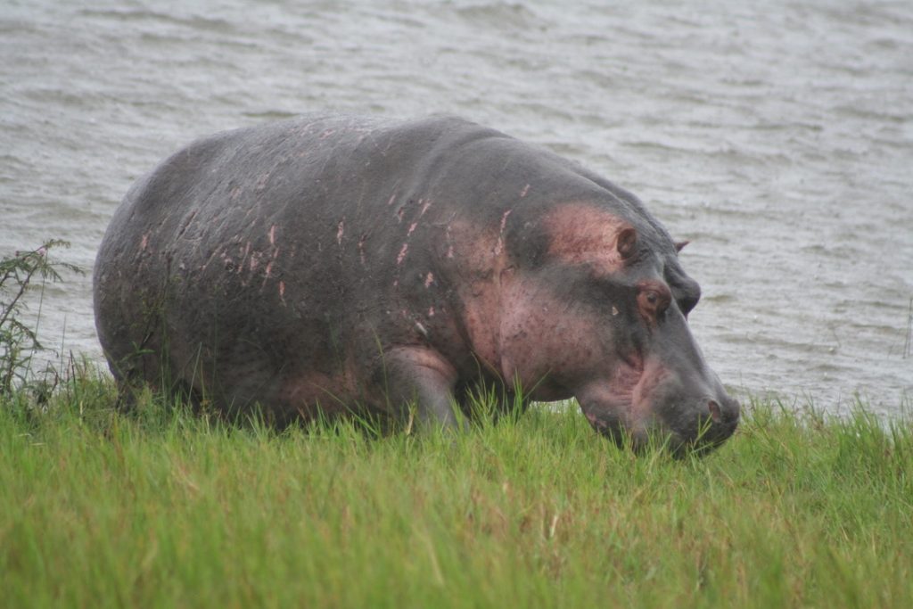 hippo_akagera_rwanda