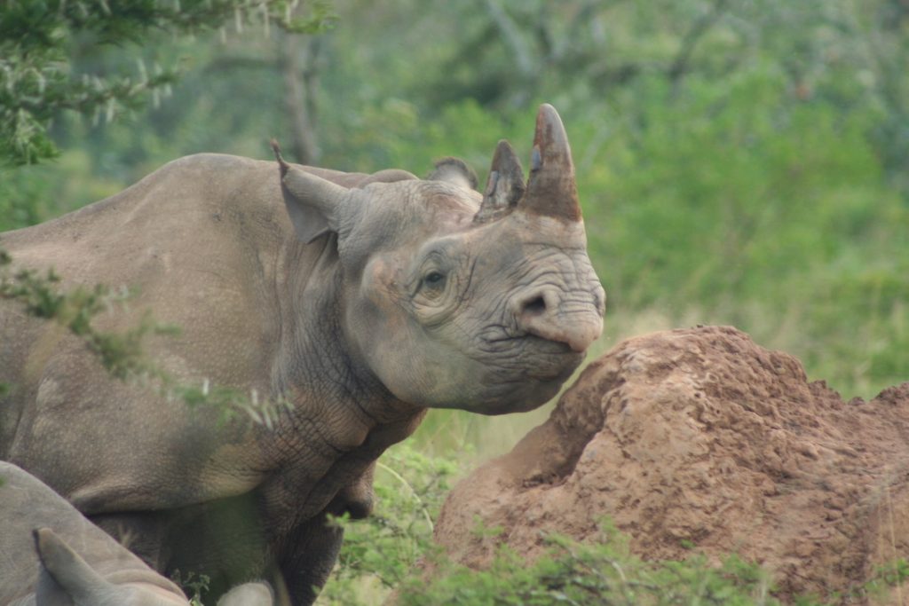 black_rhinos_rwanda