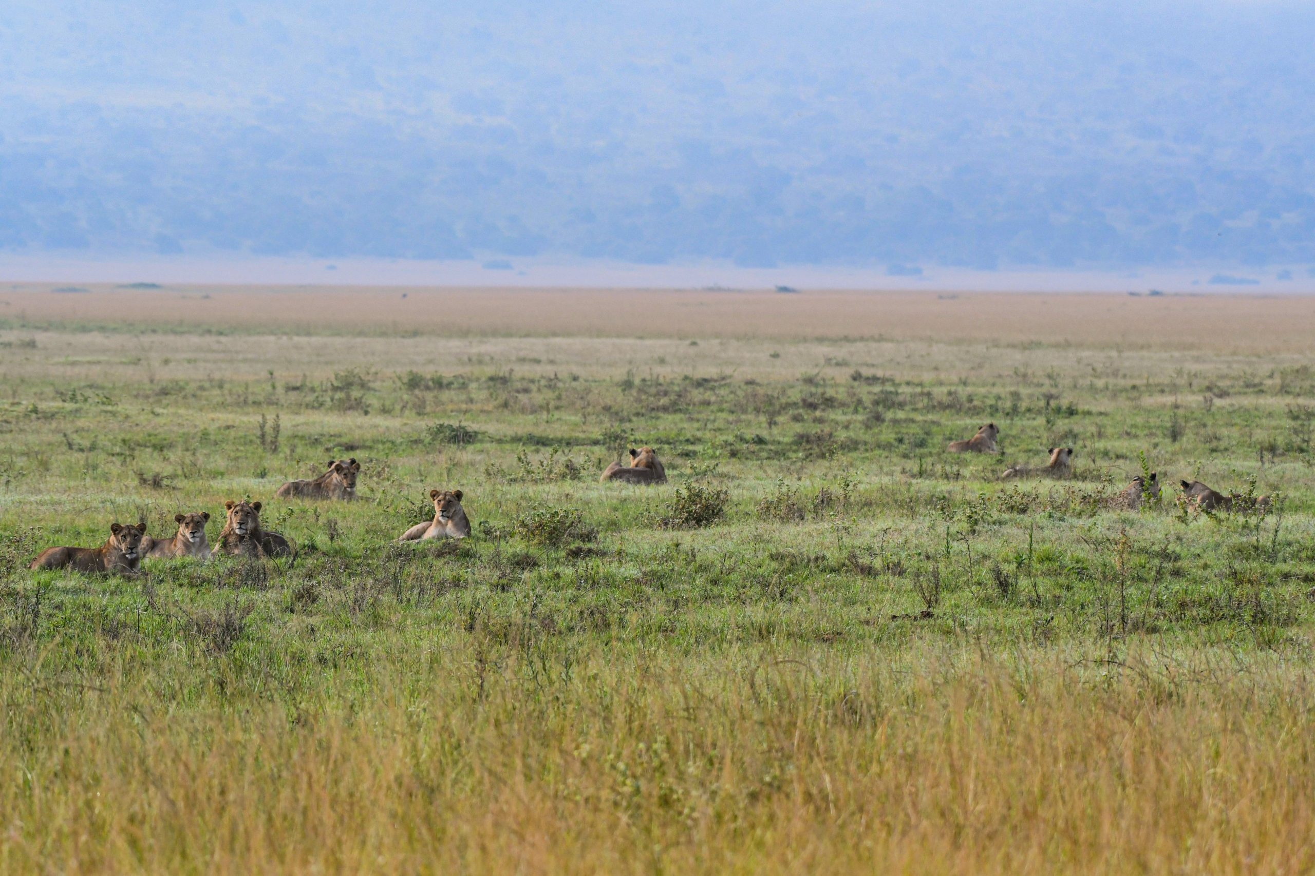 Facts About Lions