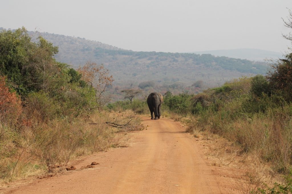 elephant_in_akagera