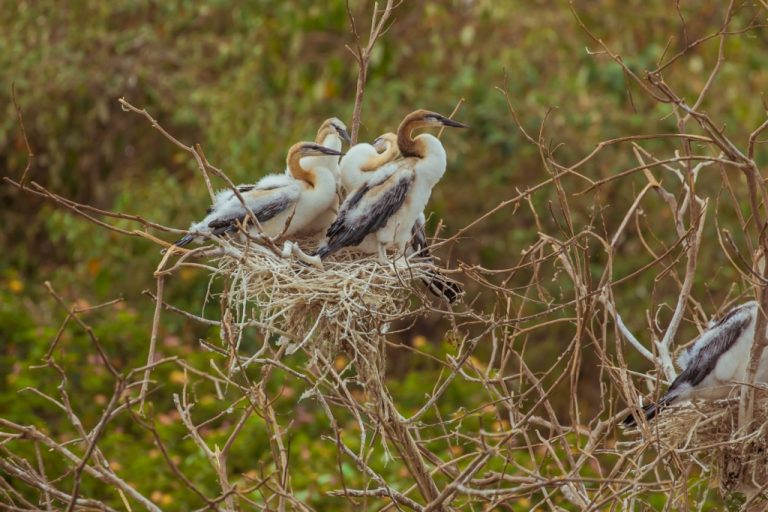 Bird Species in Akagera National Park. Birds of Akagera Park