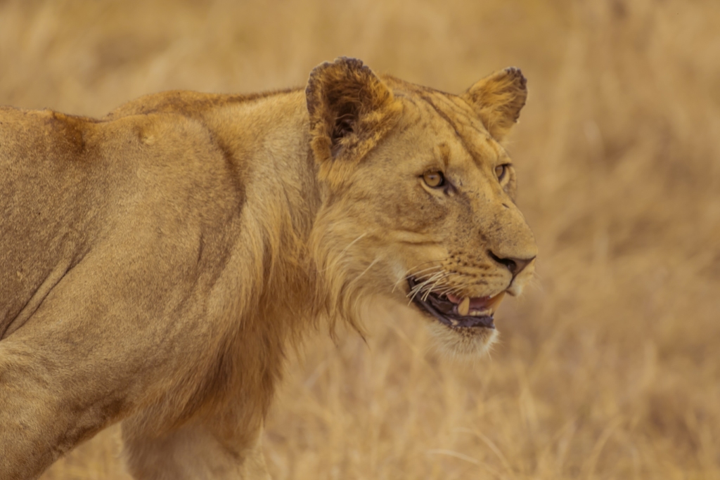 night game drive