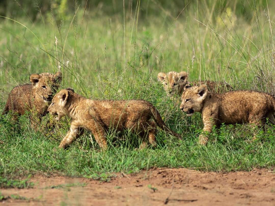 Akagera Cubs