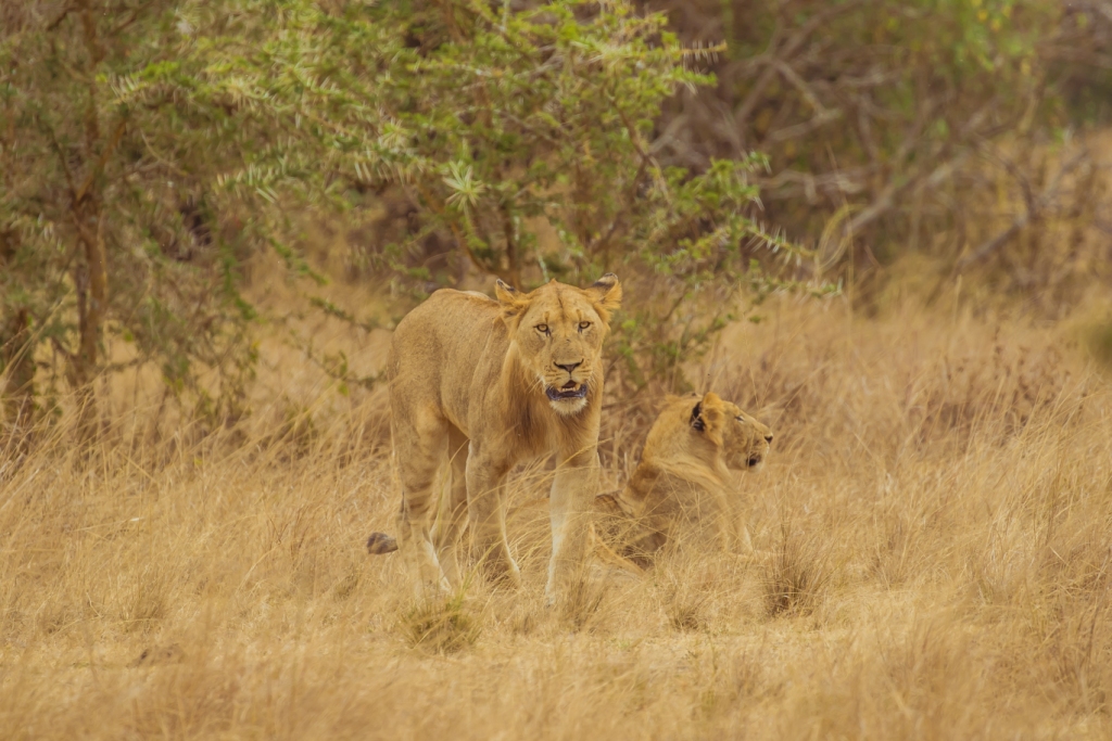 Outdoor Activities In Akagera