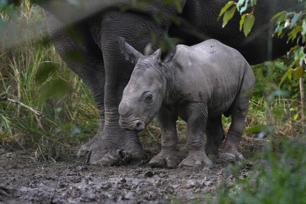 White Rhino Calves Born In Akagera National Park